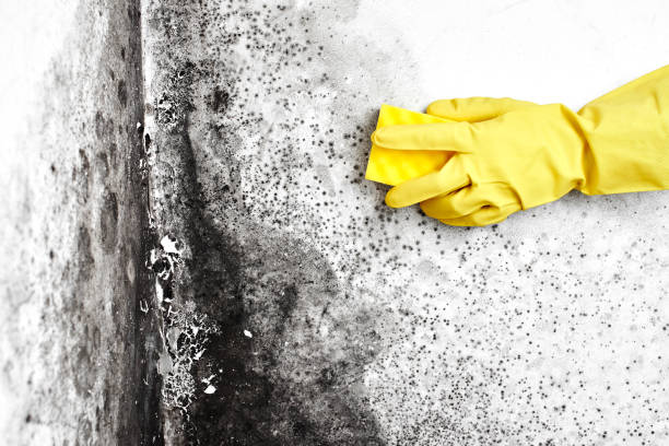Best Mold Testing  in Green Level, NC