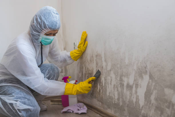 Best Mold Cleaning Services  in Green Level, NC