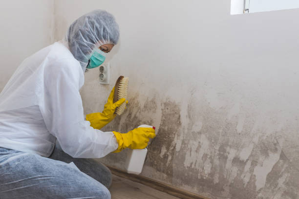 Mold Testing and Removal in Green Level, NC