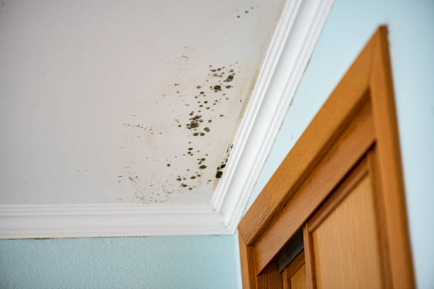 Best Affordable Mold Removal  in Green Level, NC