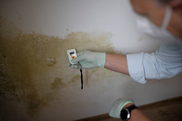 Best Emergency Mold Removal  in Green Level, NC