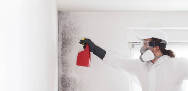 Office Mold Removal Services in Green Level, NC