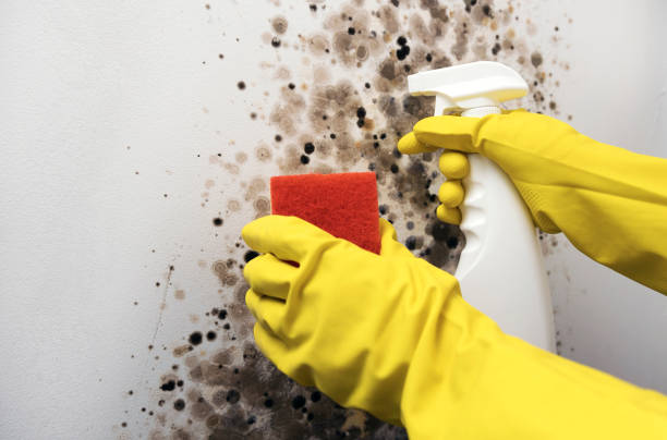 Reliable Green Level, NC Mold Removal Solutions