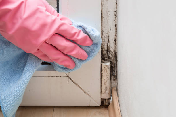 Best Mold Damage Repair  in Green Level, NC