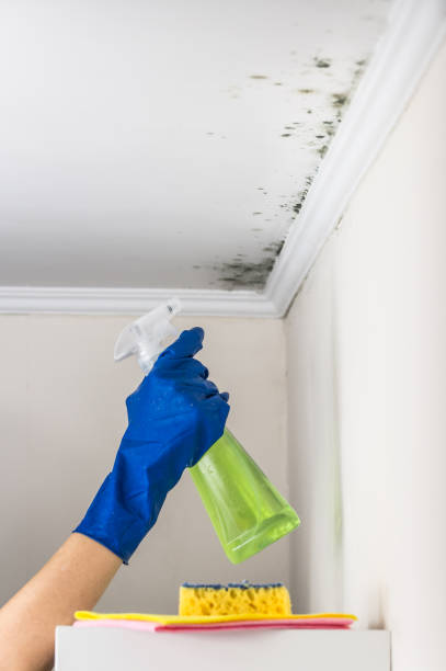 Mold Removal and Inspection in Green Level, NC